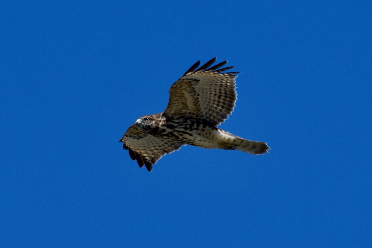 Red-shouldered Hawk - ML641083918