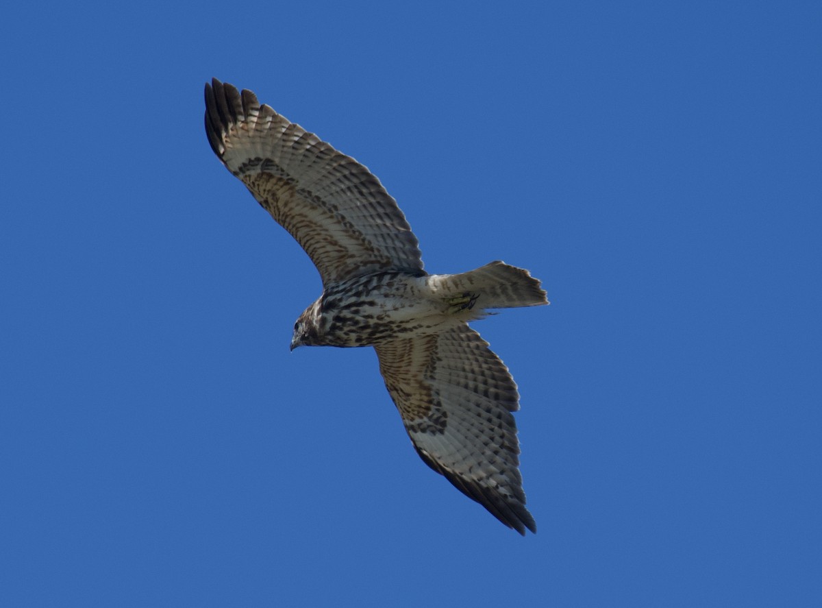 Red-shouldered Hawk - ML641083919