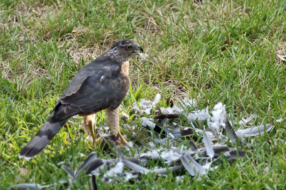 Cooper's Hawk - ML641083925