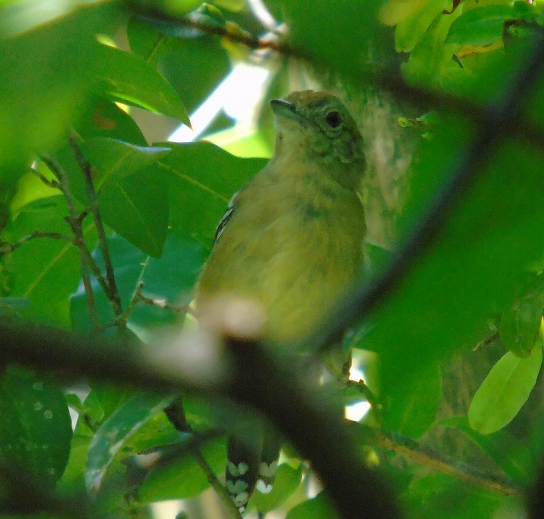 Sooretama Slaty-Antshrike - ML641083927