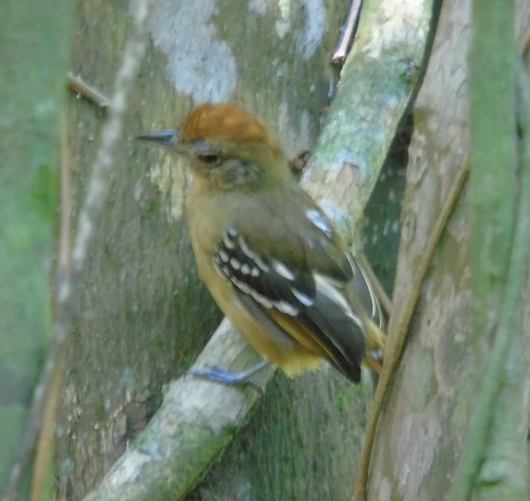 Sooretama Slaty-Antshrike - ML641083928
