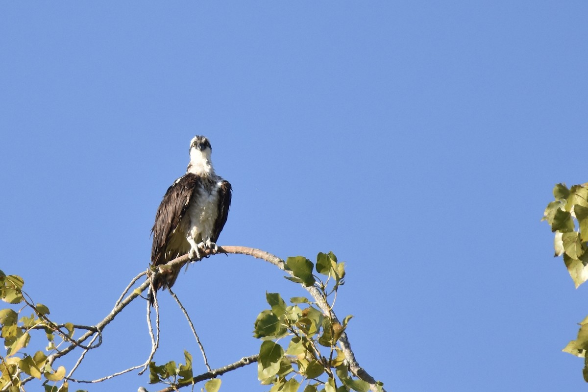 Osprey - ML641083945
