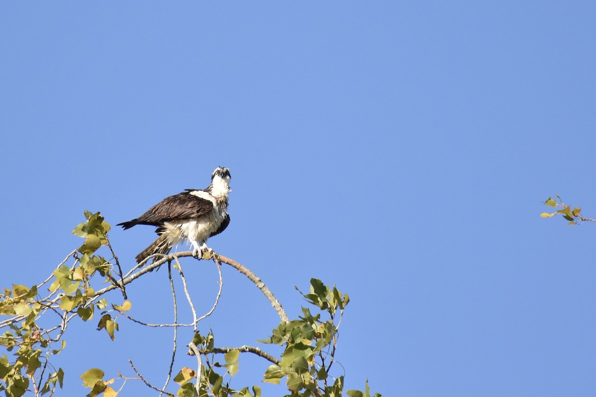 Osprey - ML641083948