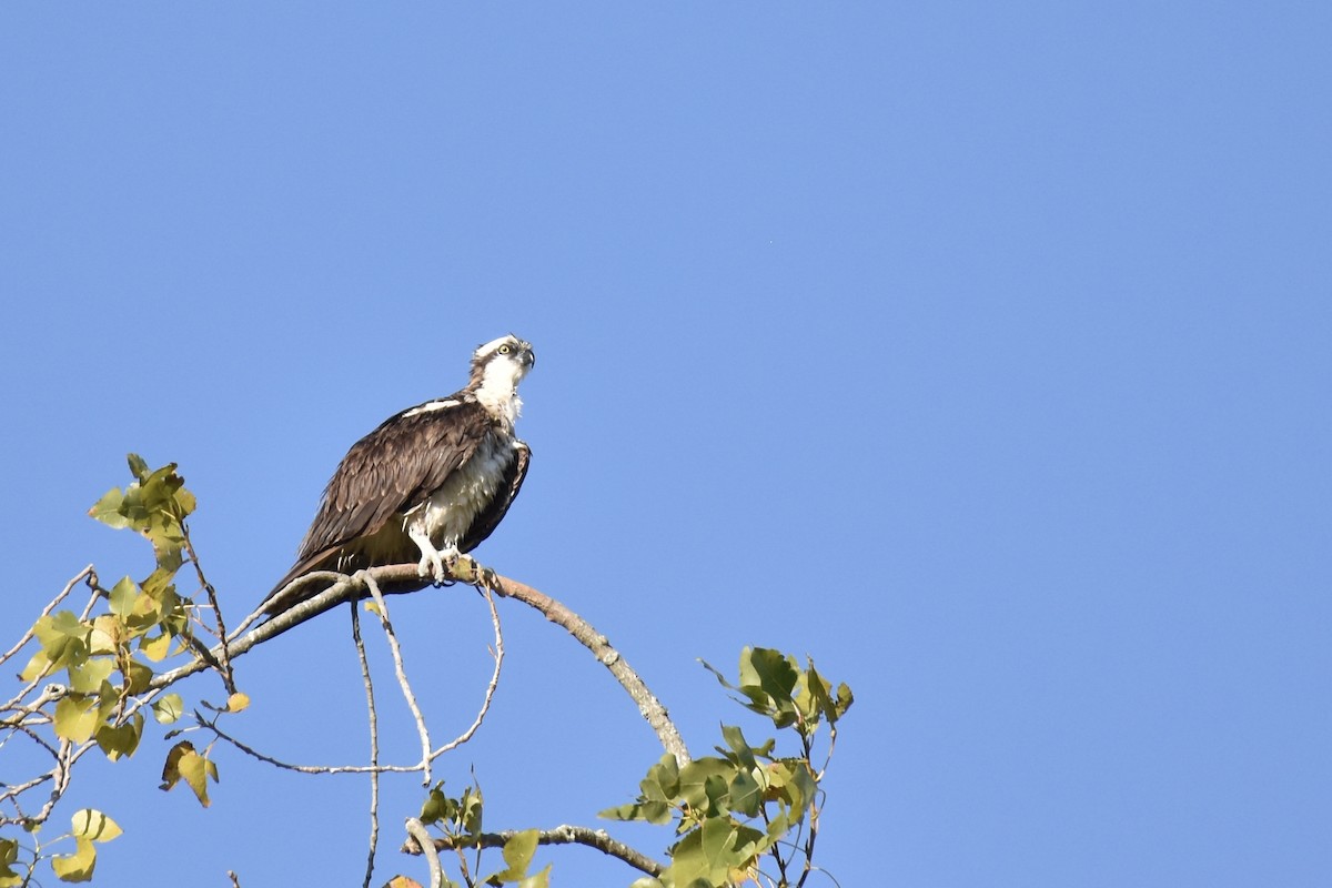 Osprey - ML641083950