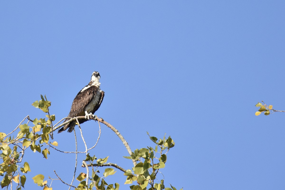 Osprey - ML641083951
