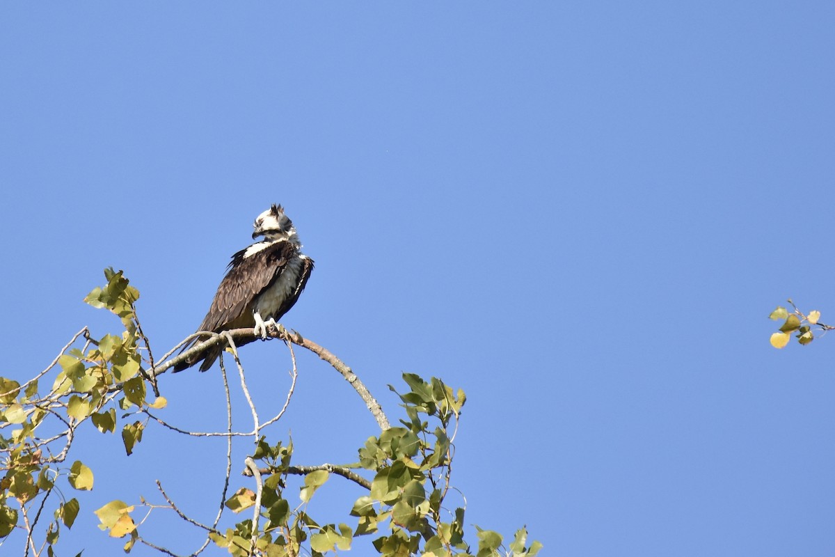 Osprey - ML641083952