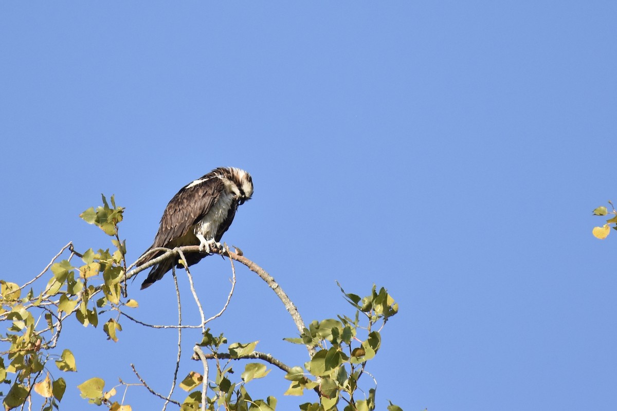 Osprey - ML641083953