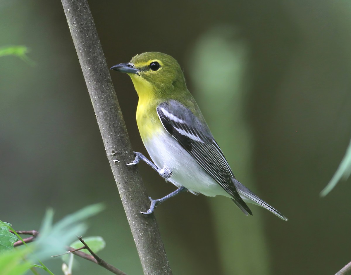 Yellow-throated Vireo - ML641084016
