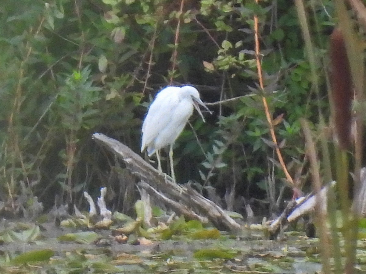 Little Blue Heron - ML641084077