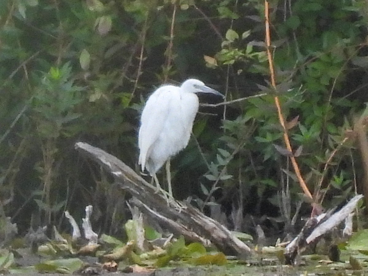 Little Blue Heron - ML641084078