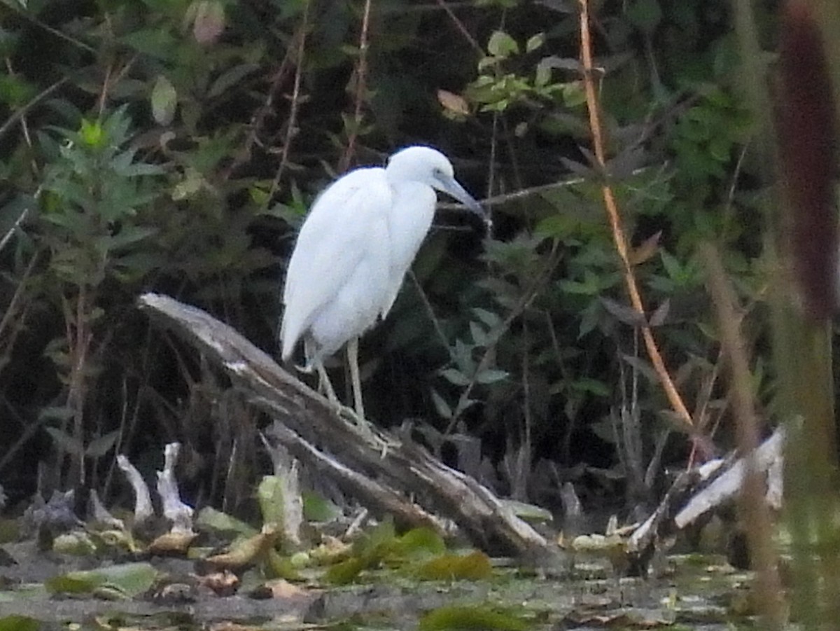 Little Blue Heron - ML641084079