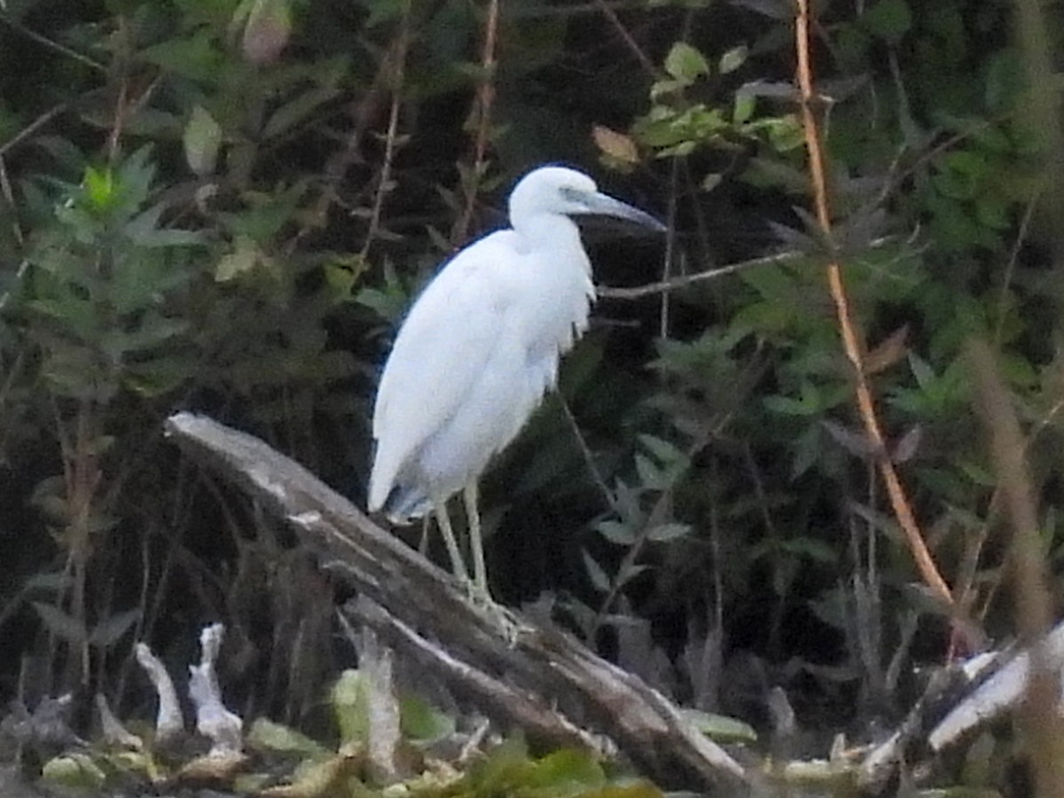 Little Blue Heron - ML641084080