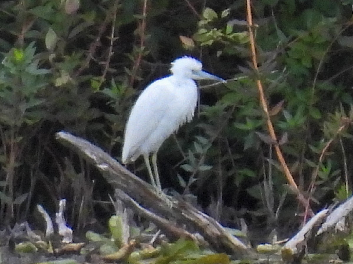 Little Blue Heron - ML641084081