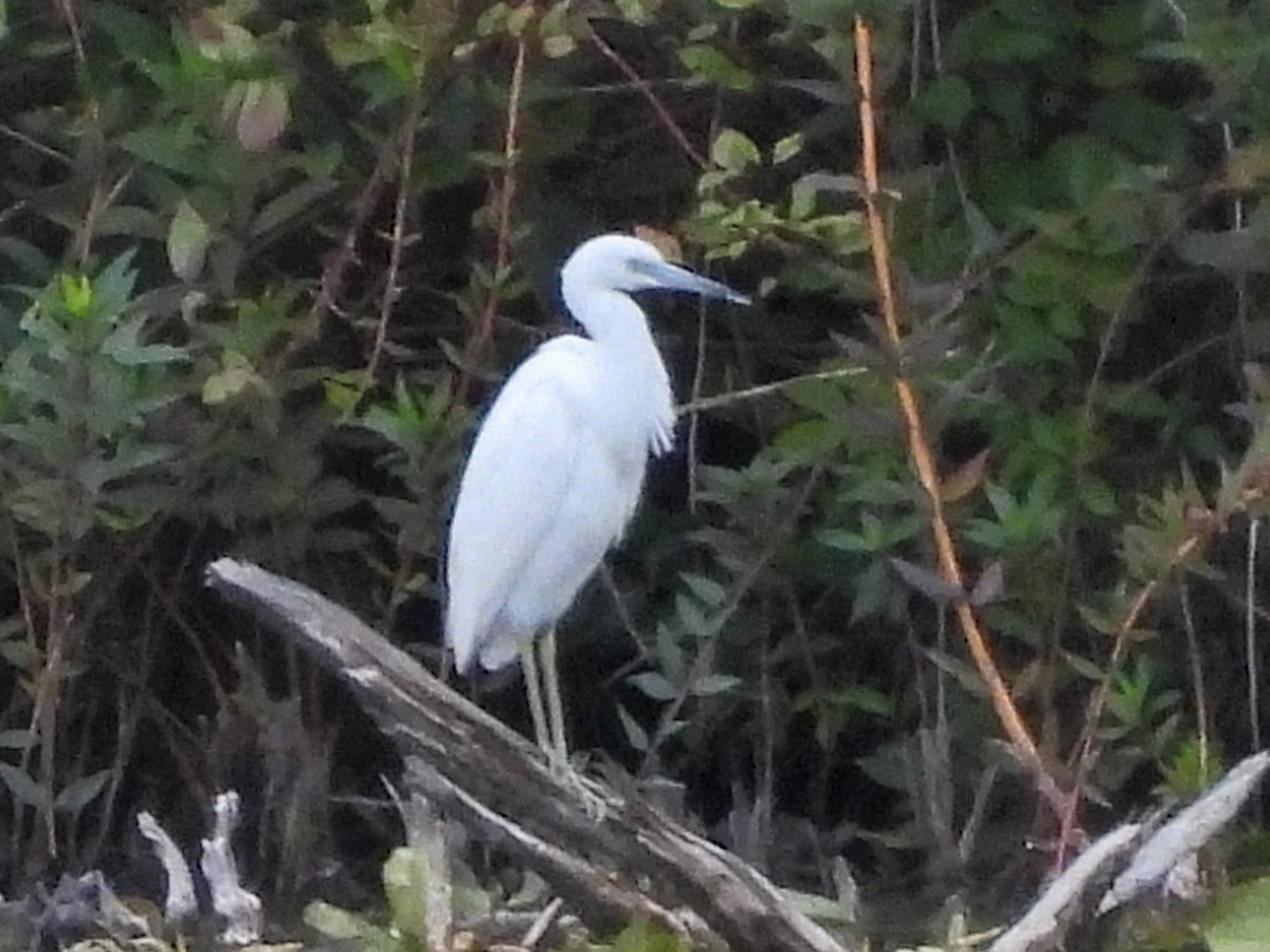 Little Blue Heron - ML641084082