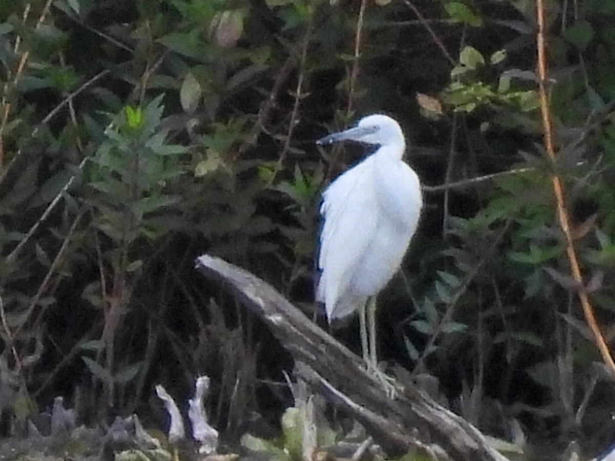 Little Blue Heron - ML641084083