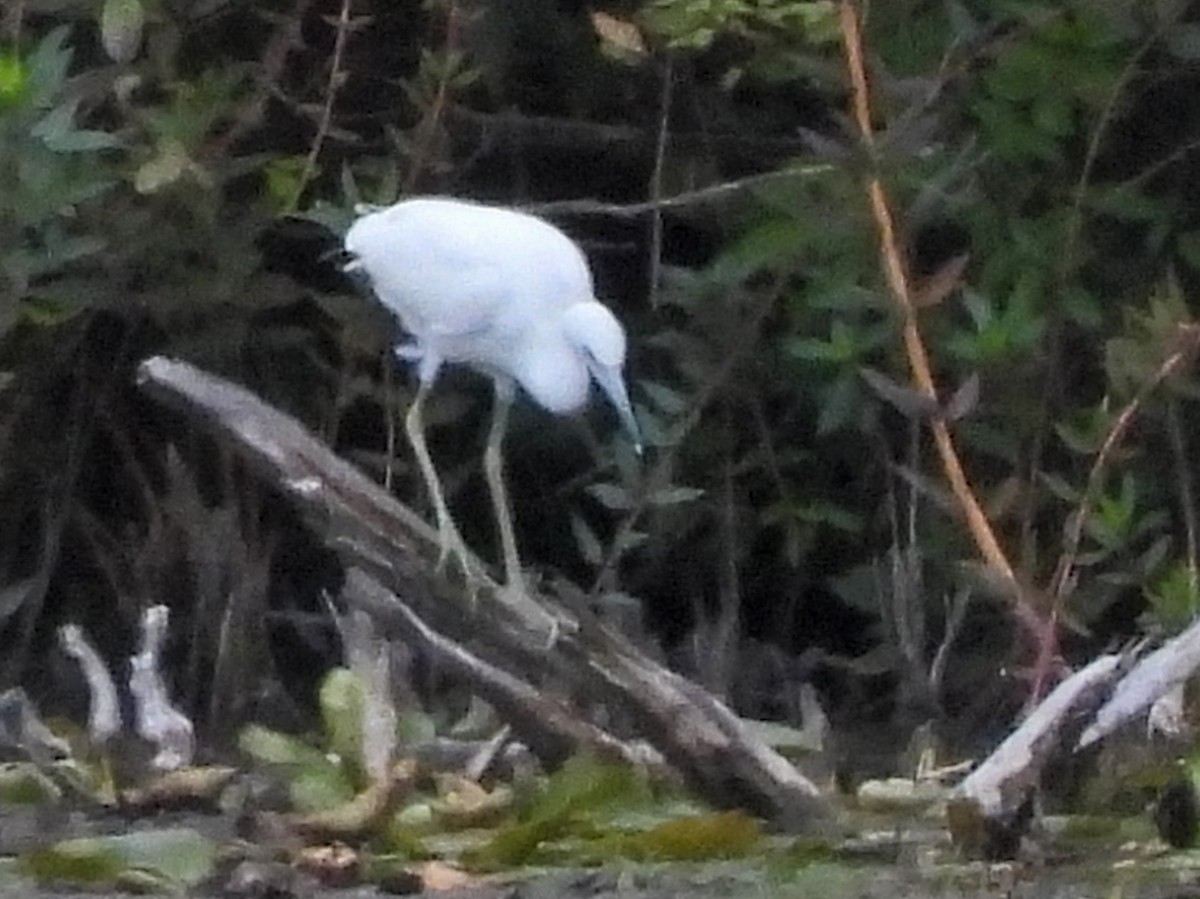 Little Blue Heron - ML641084084