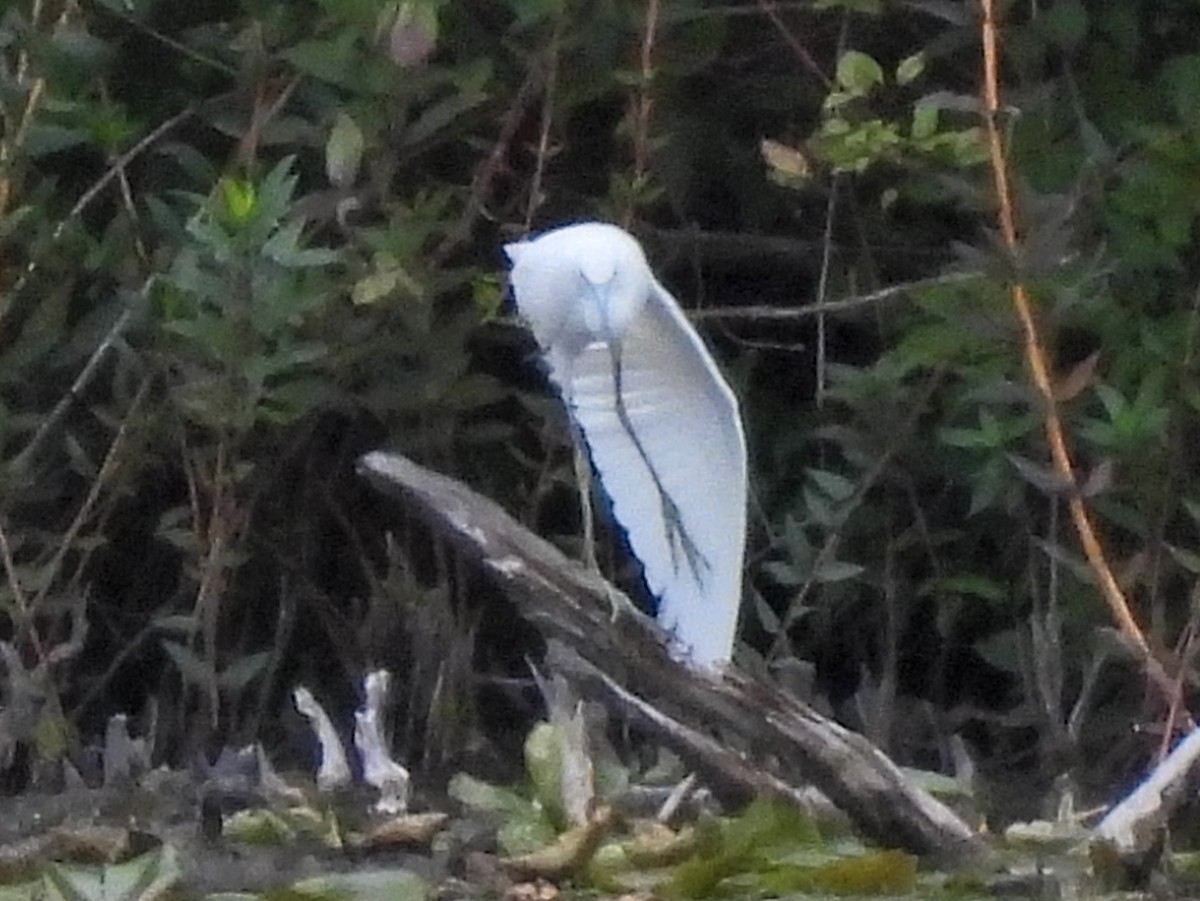Little Blue Heron - ML641084085