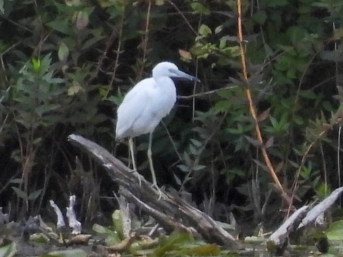 Little Blue Heron - ML641084086