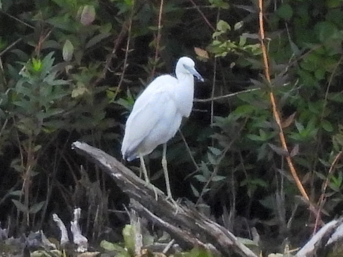 Little Blue Heron - ML641084087