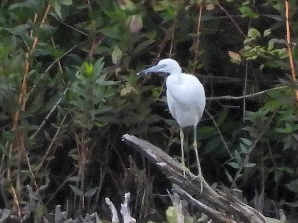 Little Blue Heron - ML641084088