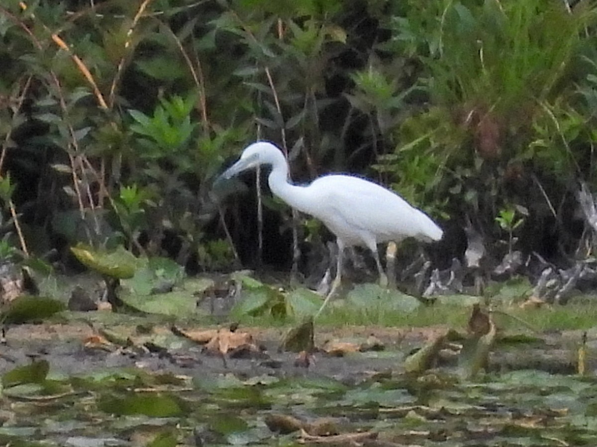 Little Blue Heron - ML641084089