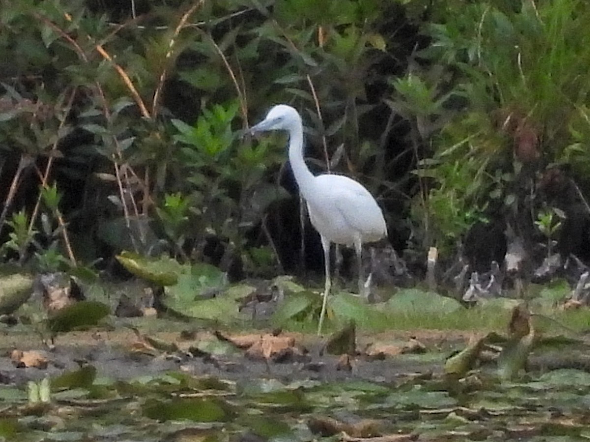 Little Blue Heron - ML641084090