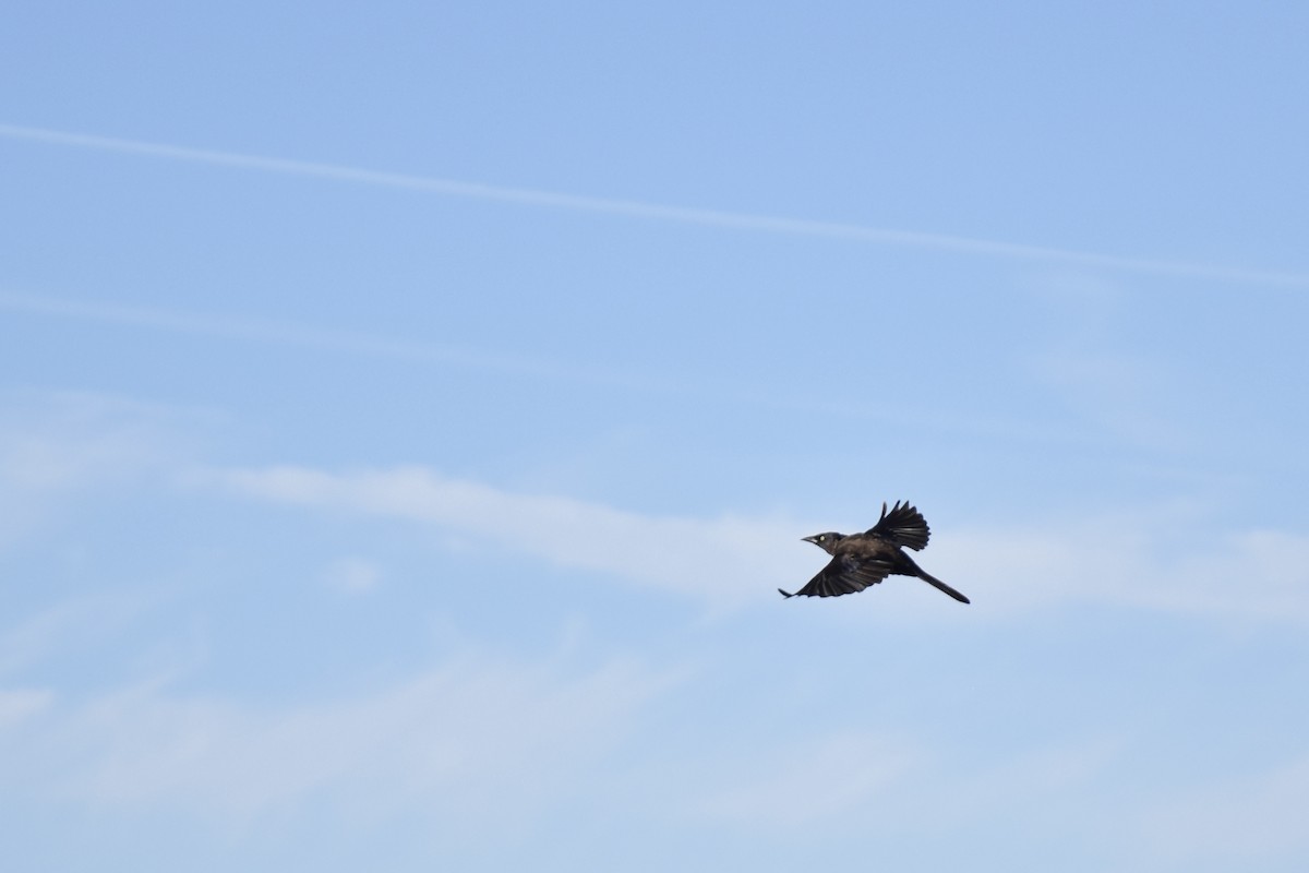 Common Grackle - ML641084096