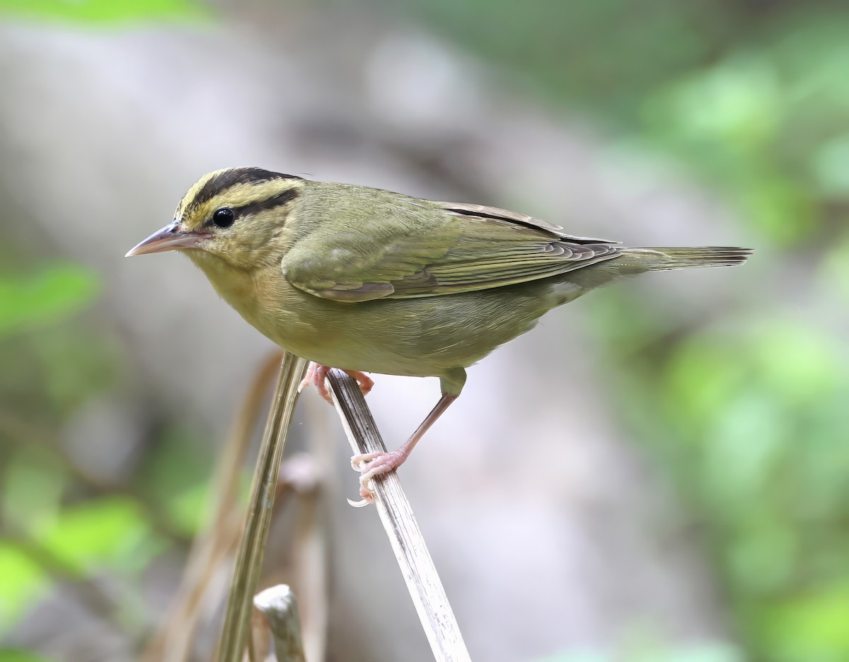 Worm-eating Warbler - ML641084120