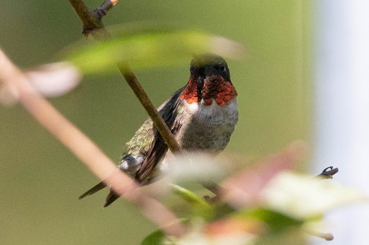 Ruby-throated Hummingbird - ML641084126