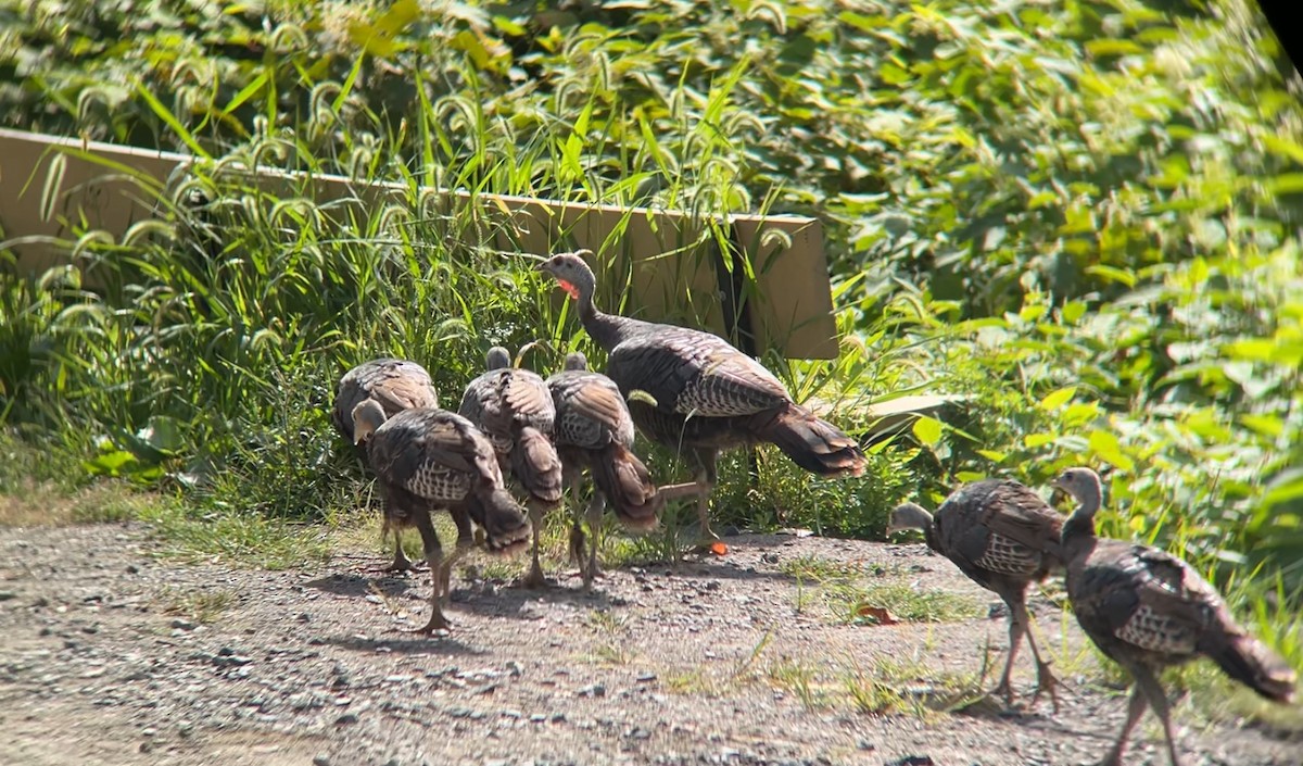 Wild Turkey - ML641084137