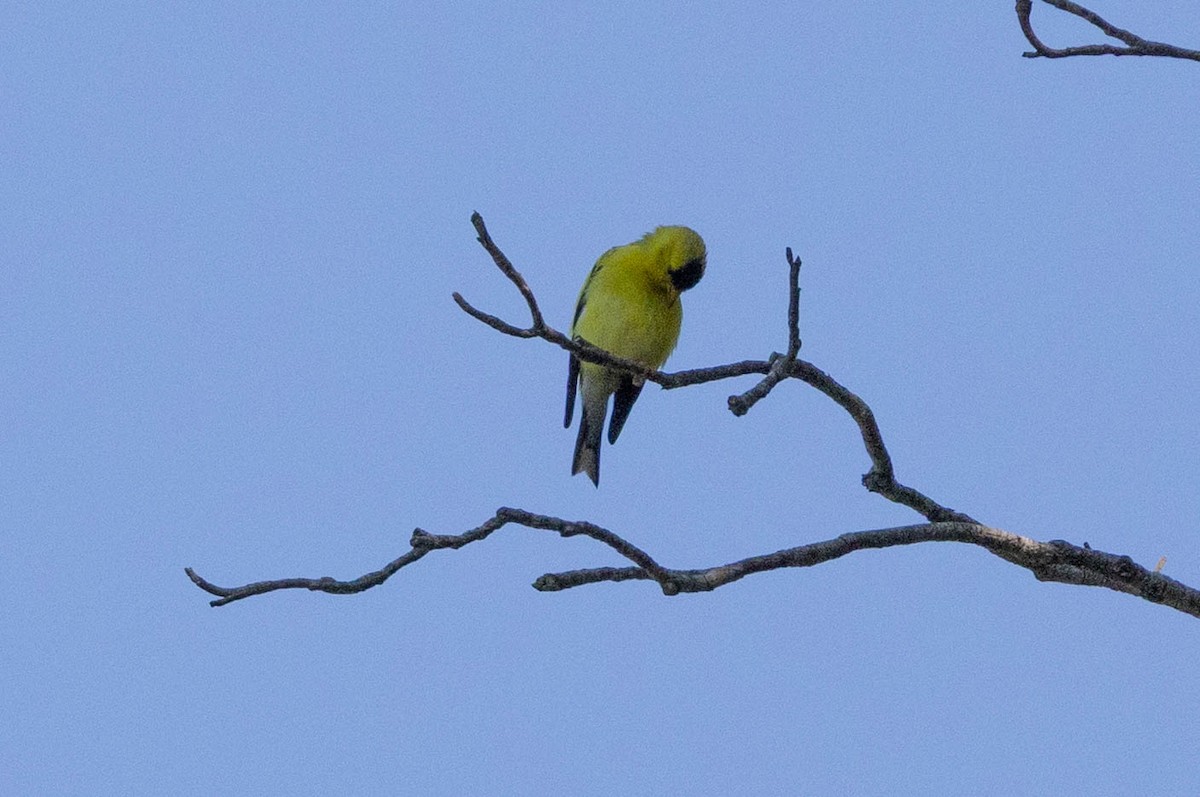 Chardonneret jaune - ML641084155