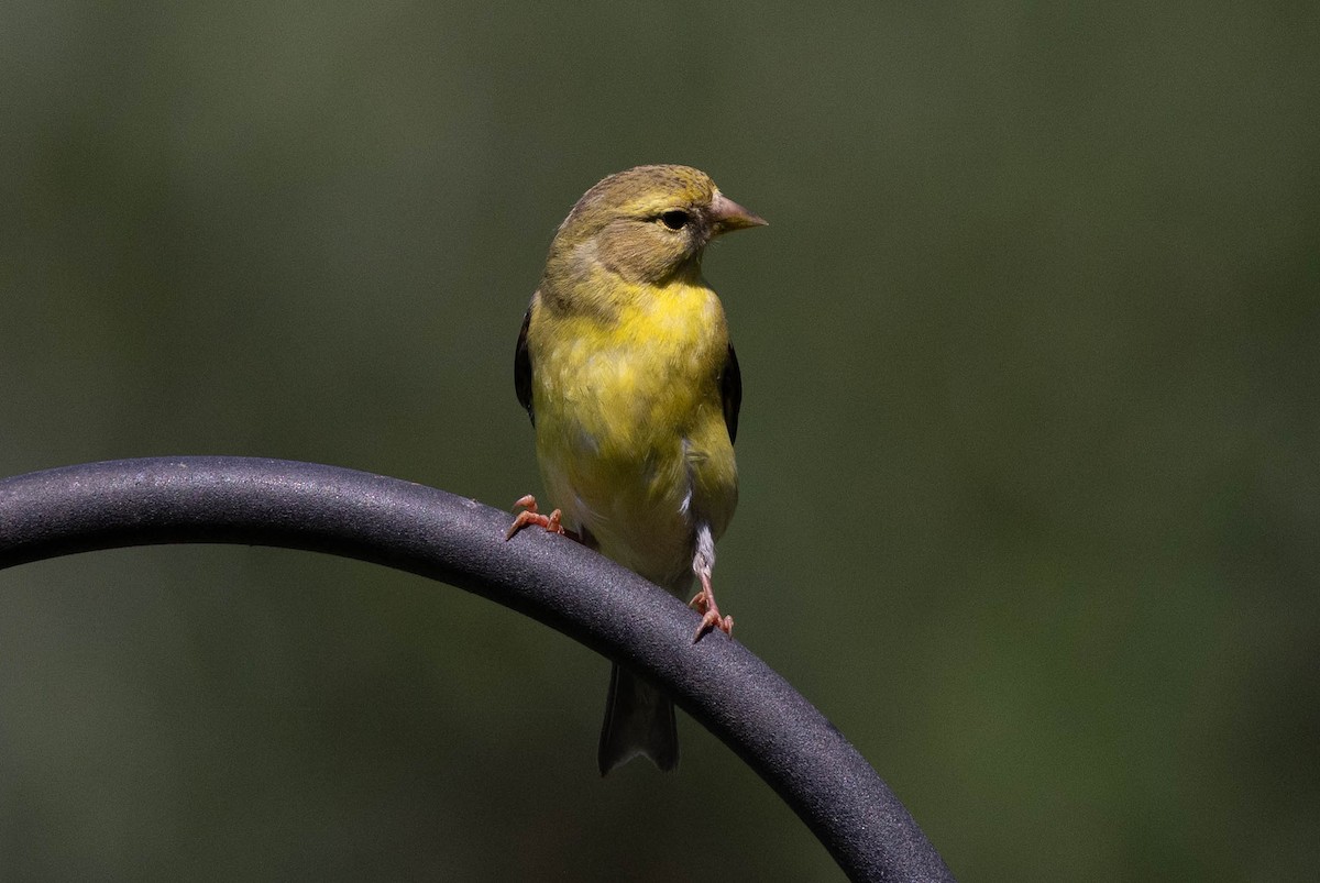 Chardonneret jaune - ML641084156
