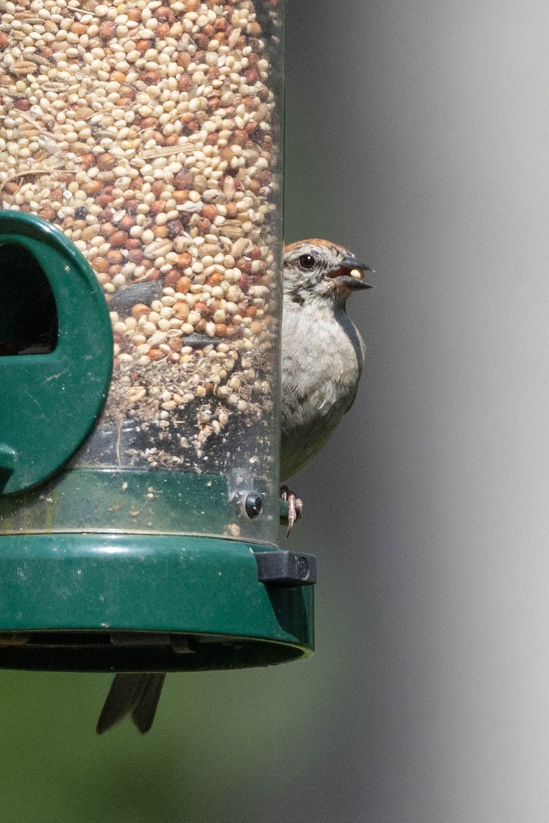 Chipping Sparrow - ML641084164