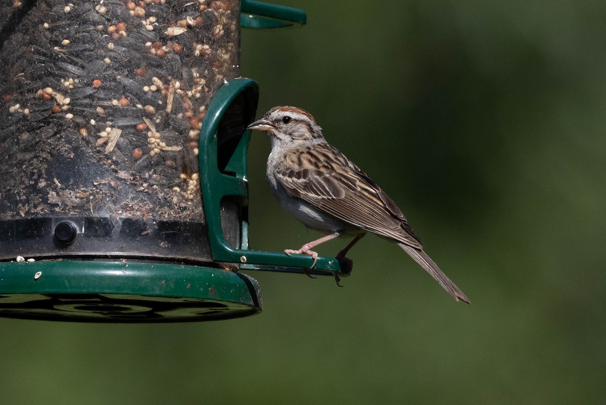 Chipping Sparrow - ML641084165