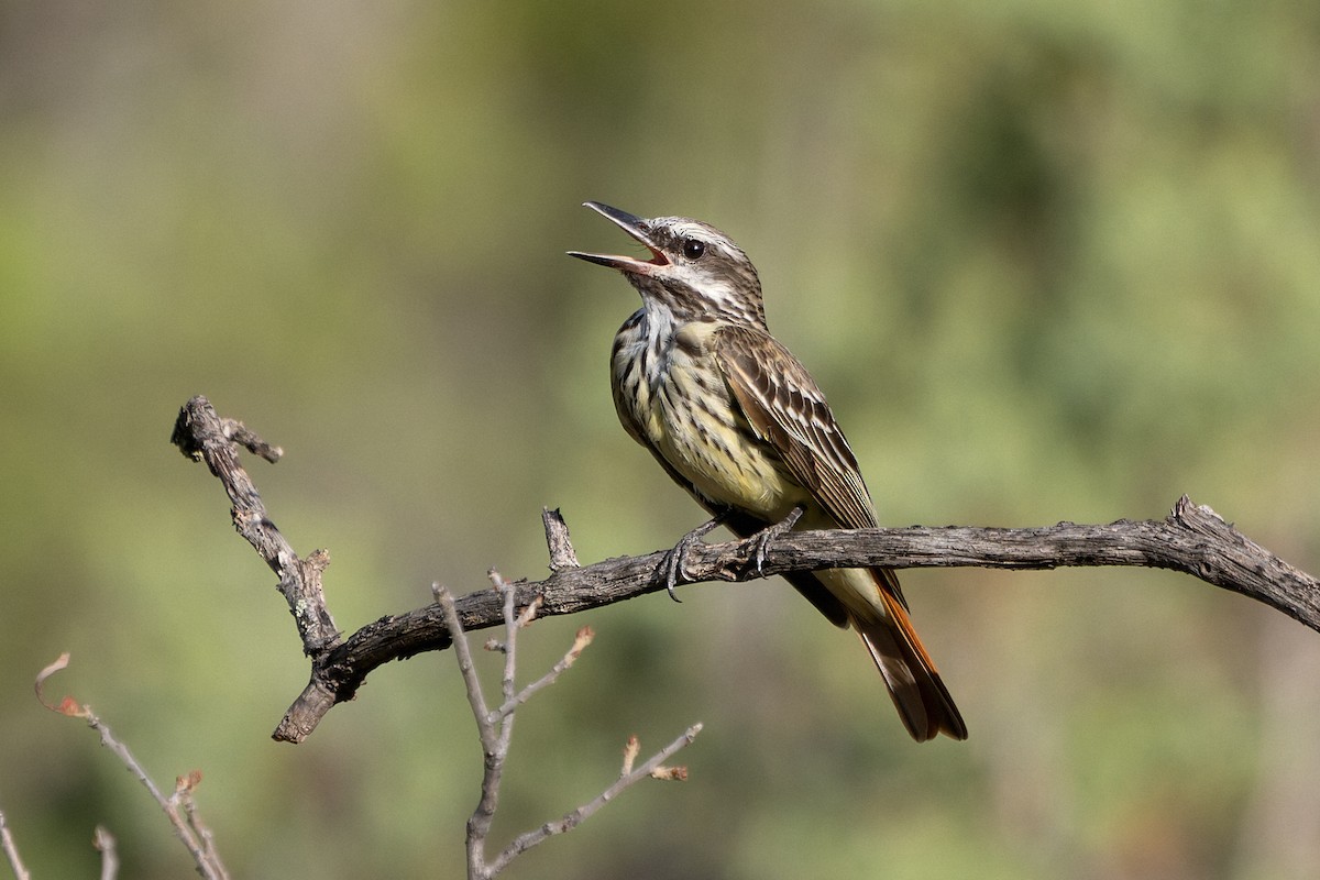 Sulphur-bellied Flycatcher - ML641084186