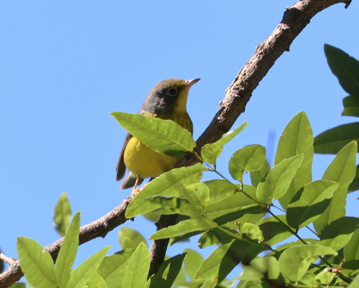 Canada Warbler - ML641084187