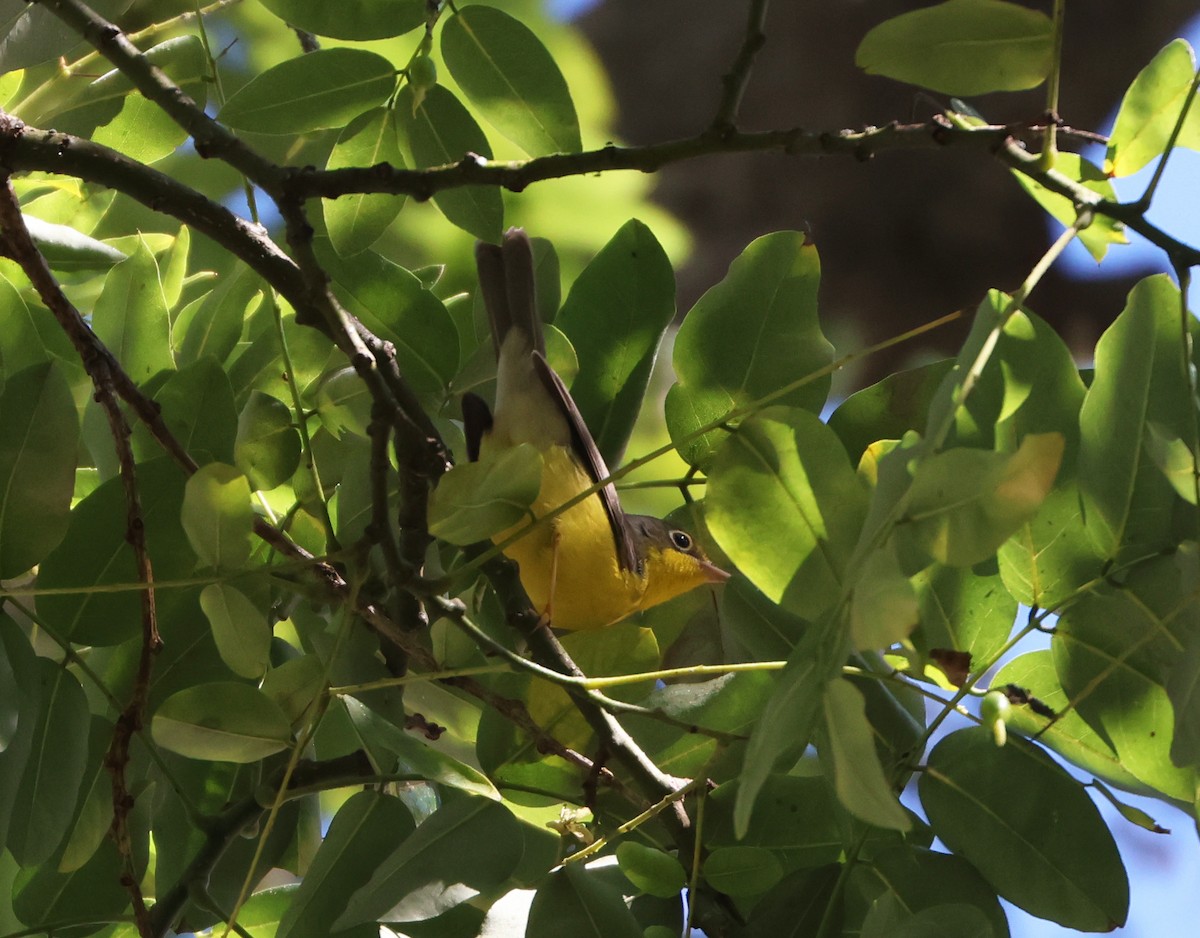 Canada Warbler - ML641084188