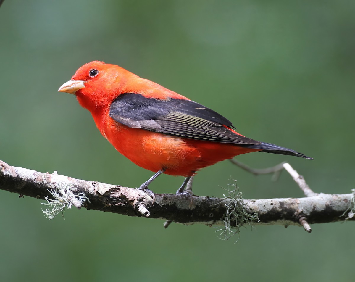 Scarlet Tanager - ML641084189