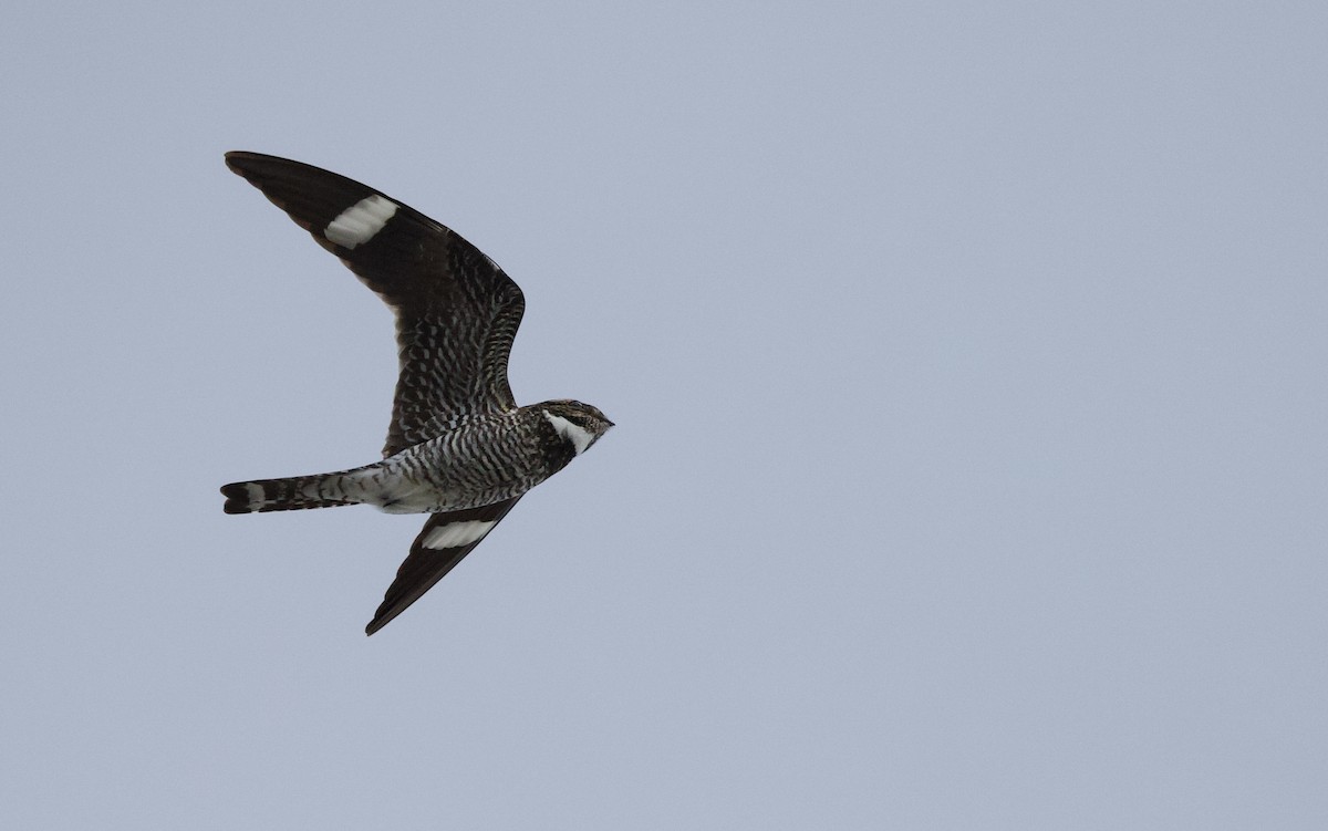 Common Nighthawk - ML641084202