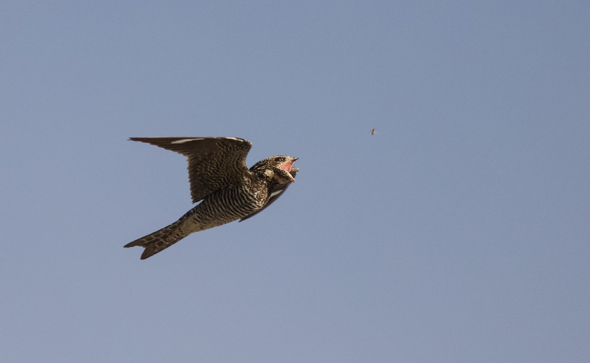 Common Nighthawk - ML641084203