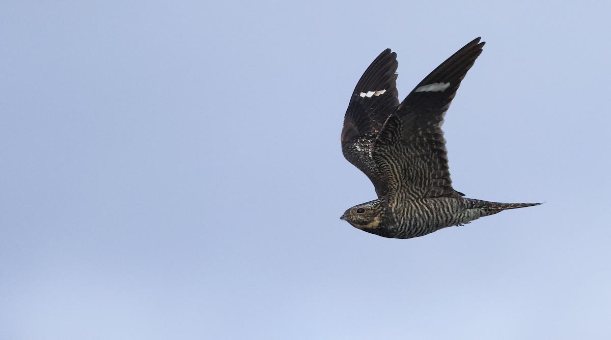 Common Nighthawk - ML641084204