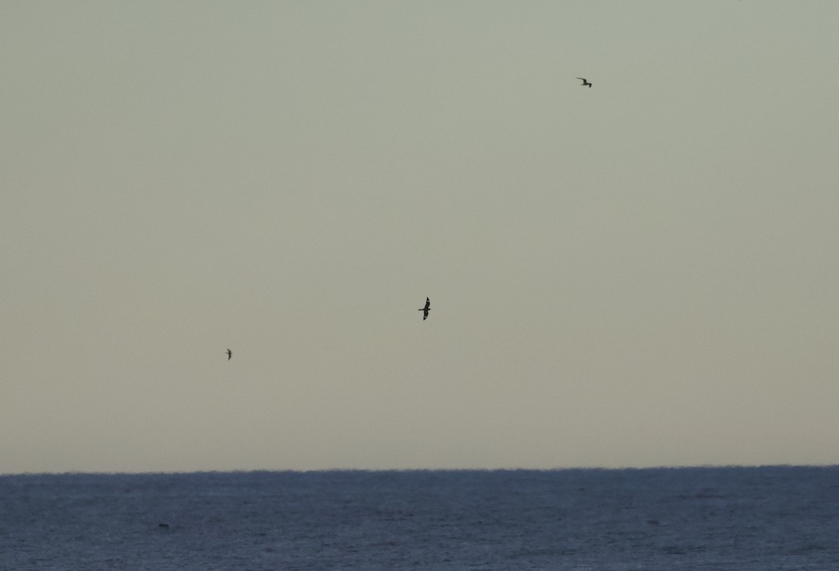 Common Nighthawk - ML641084205