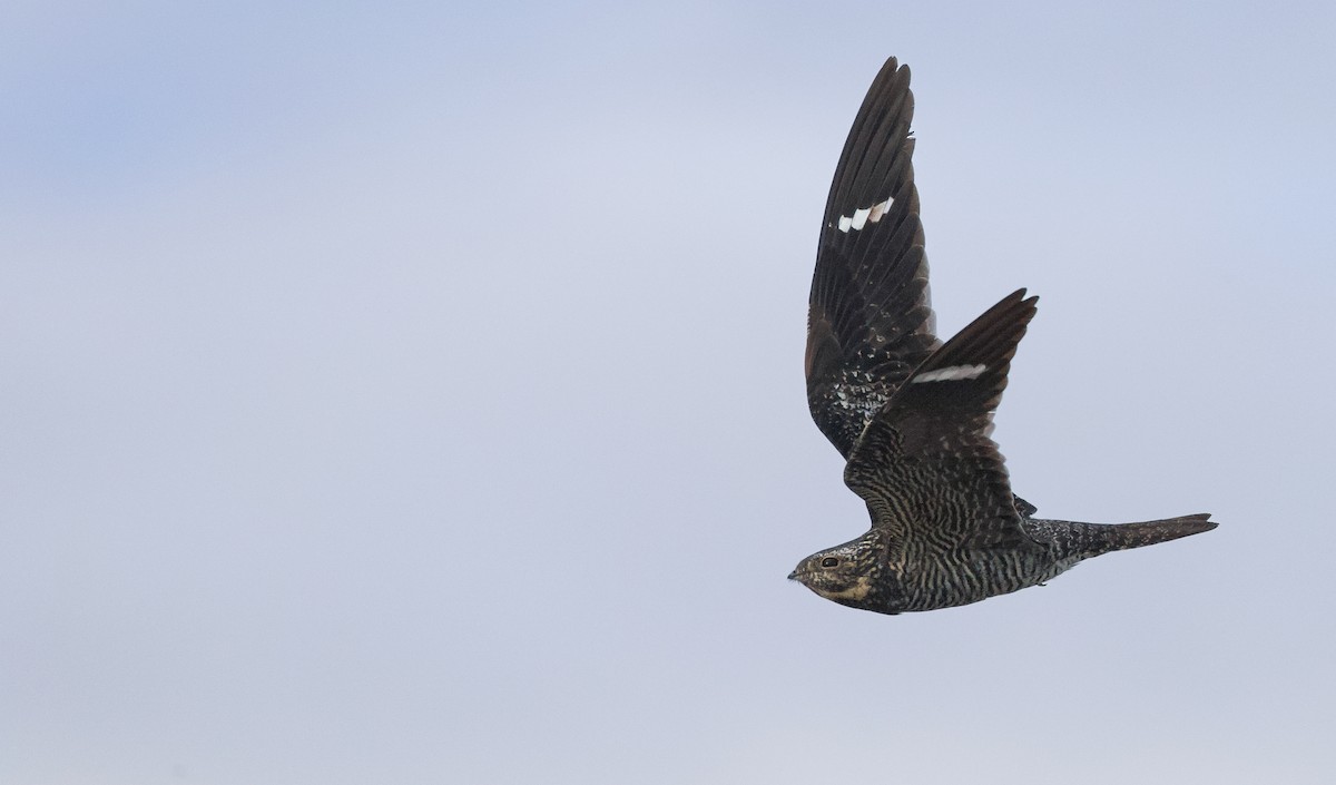 Common Nighthawk - ML641084206