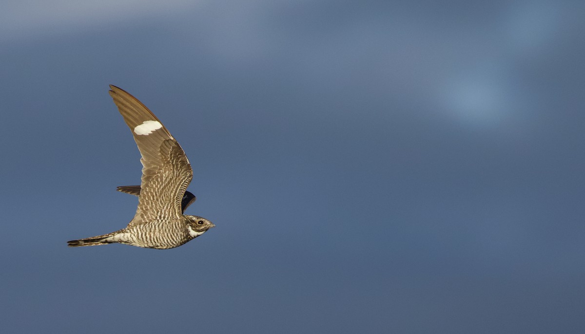 Common Nighthawk - ML641084207