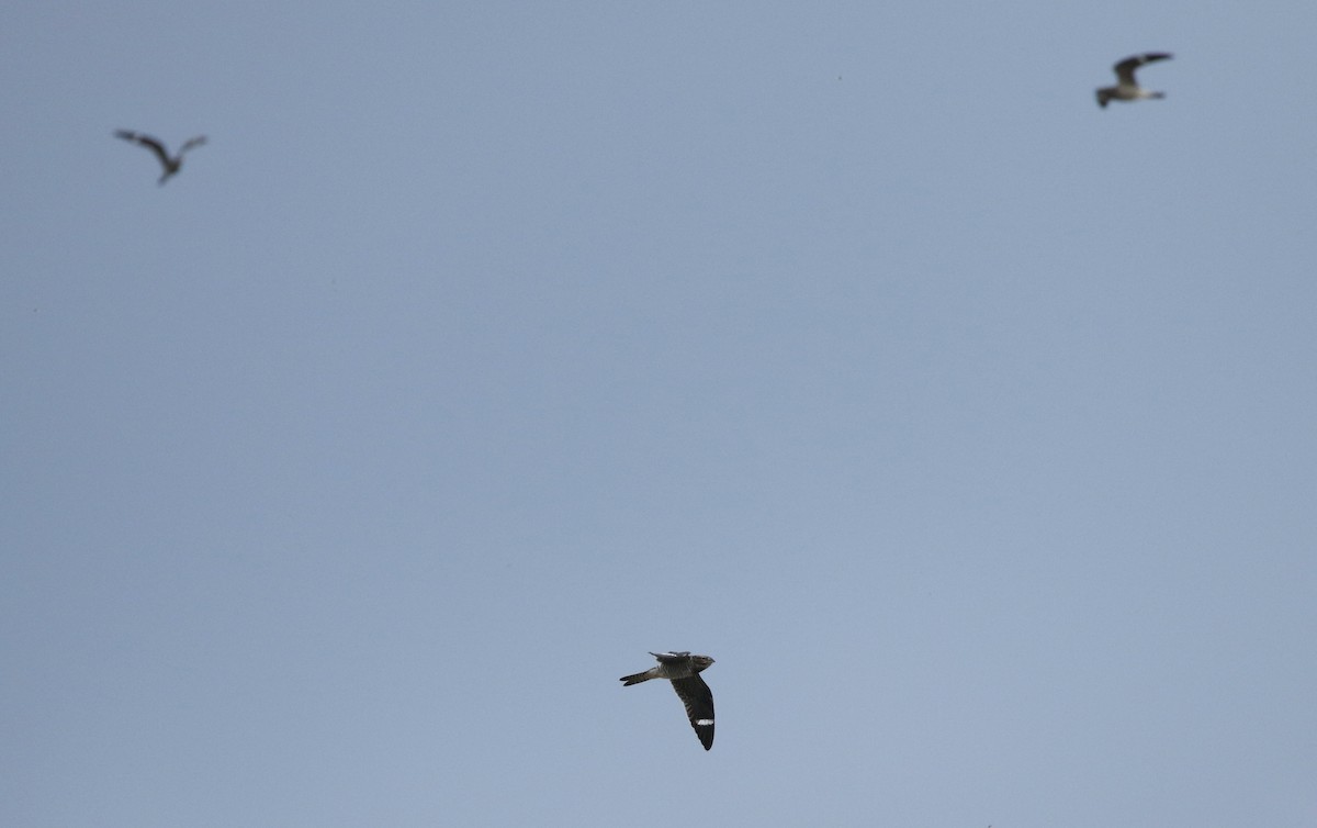 Common Nighthawk - ML641084208