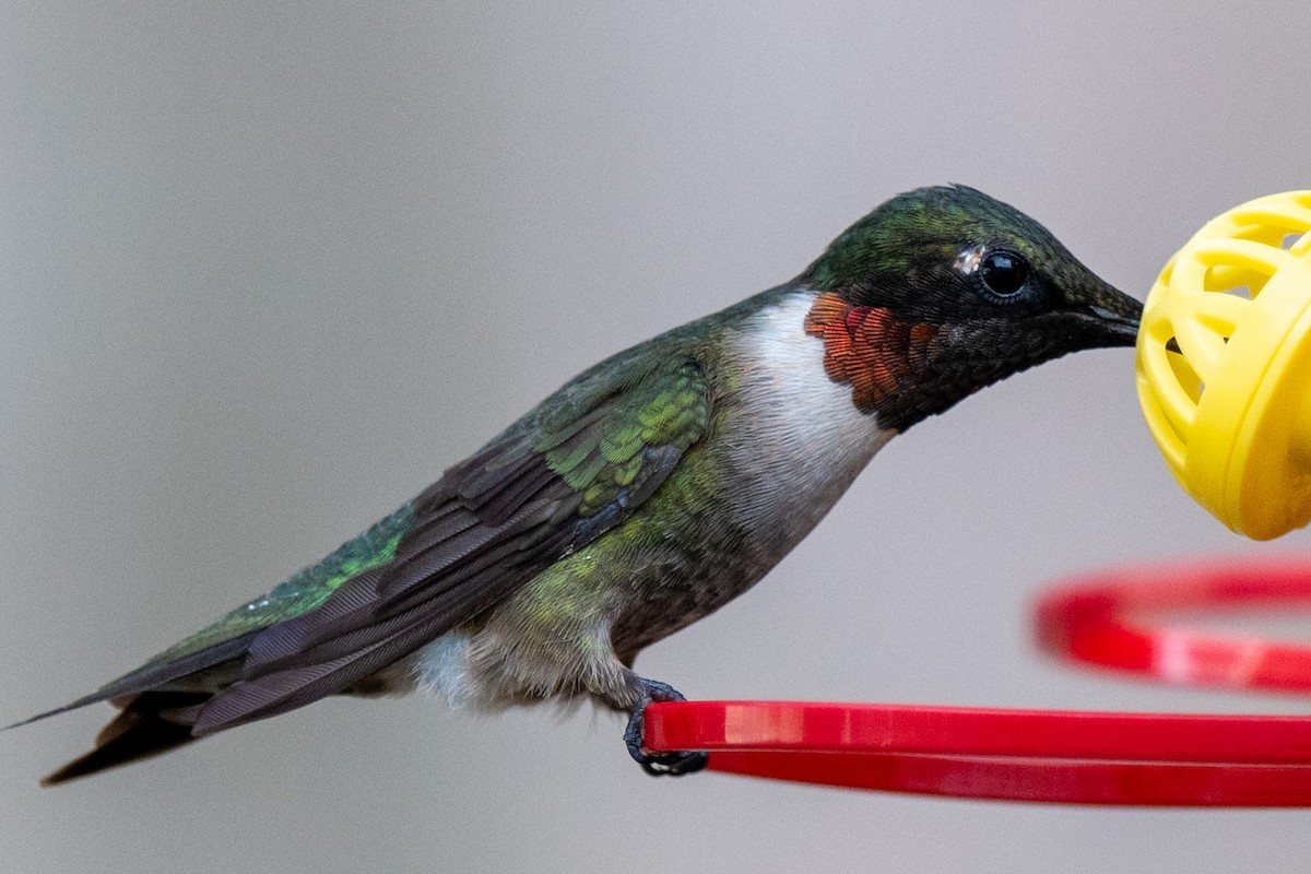 Ruby-throated Hummingbird - ML641084212