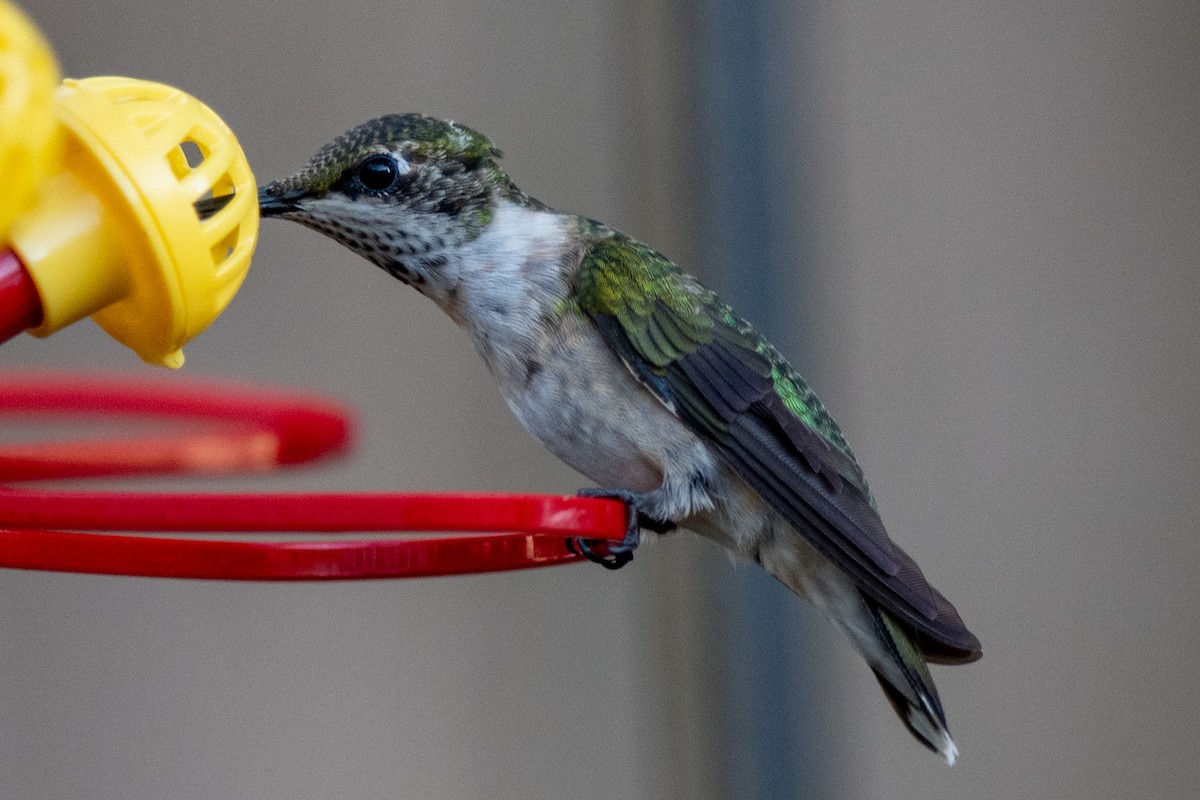 Ruby-throated Hummingbird - ML641084213