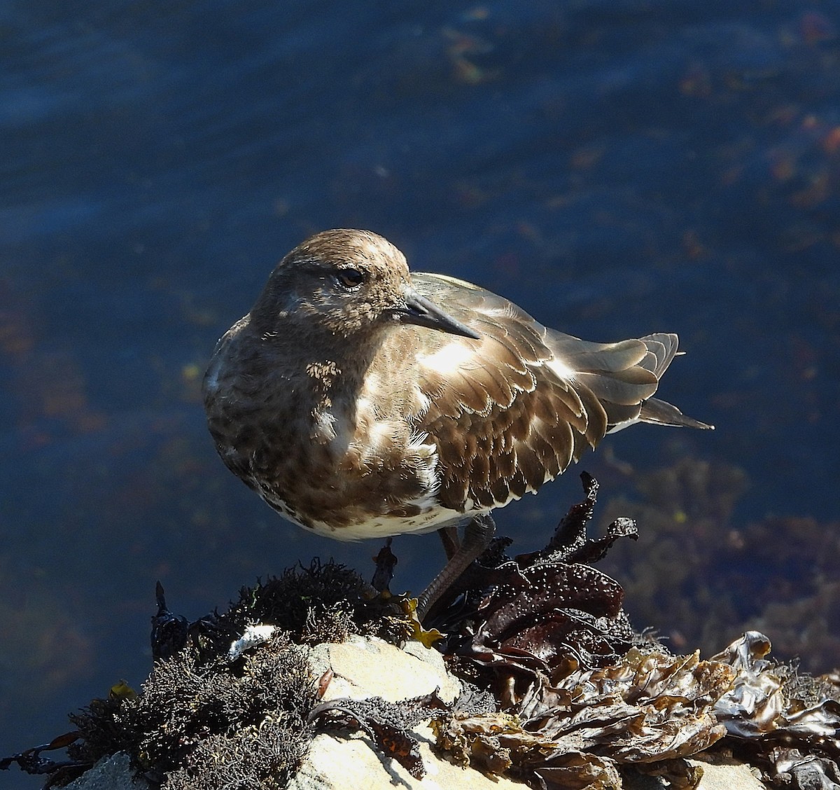Black Turnstone - ML641084272
