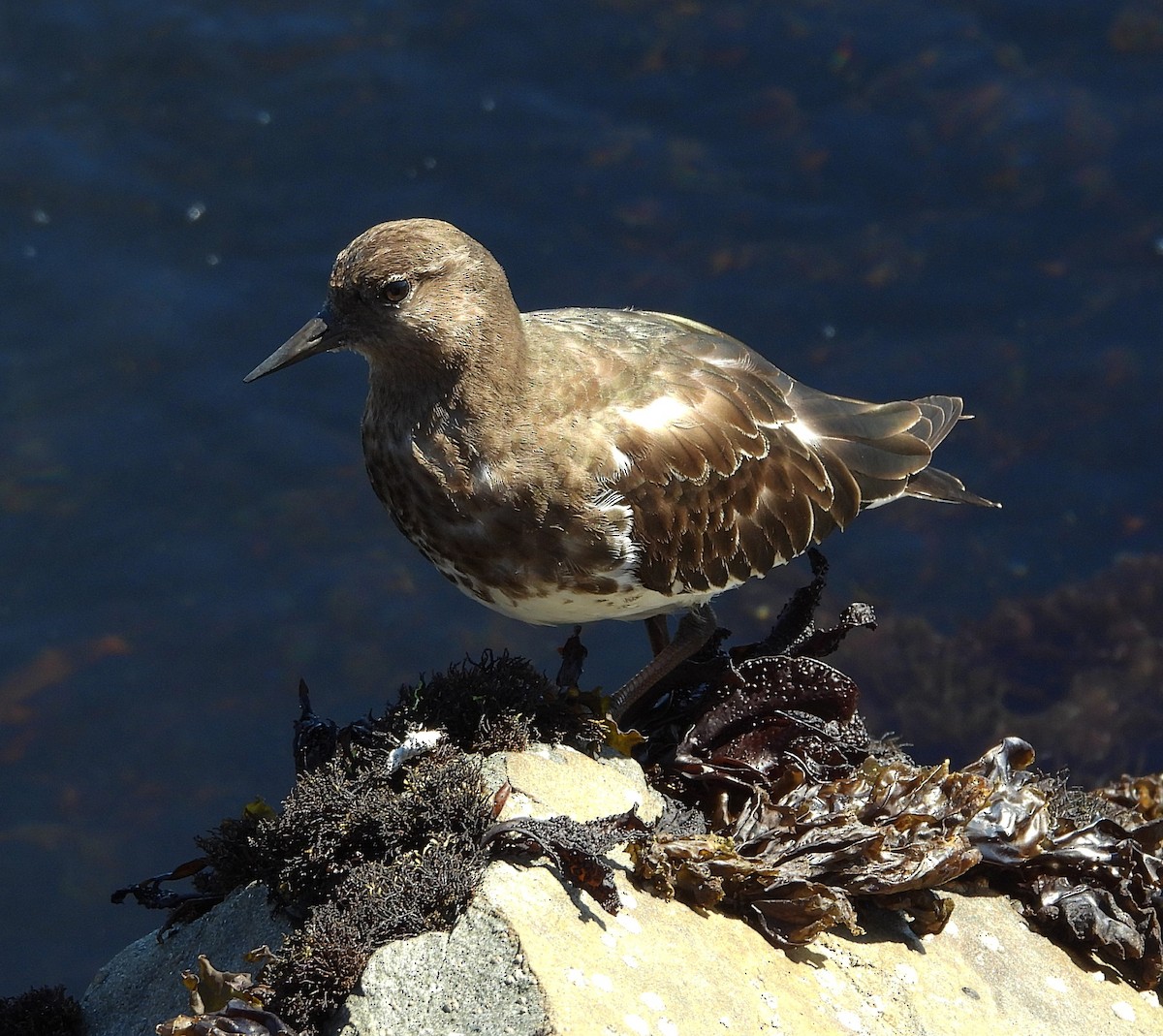 Black Turnstone - ML641084273