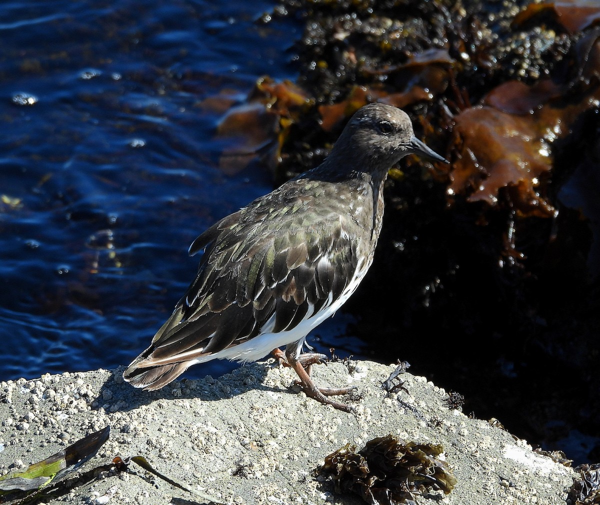 Black Turnstone - ML641084274
